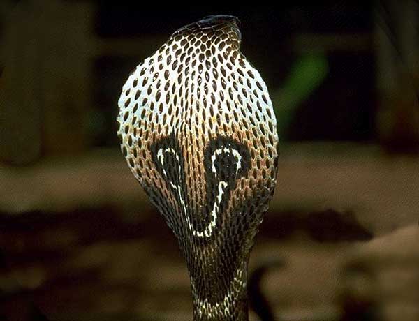 Coiffe du Cobra indien Coiffe du Cobra indien